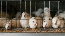Several young chickens are confined in a small wire cage, with their heads poking through the bars to eat feed from a trough below.