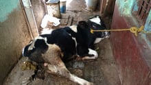 A scared cow tied with rope in a small alleyway
