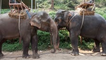 Two tired elephants with heavy transportation cargo strapped to their backs