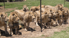 A dozen lions crowded at an outdoor wired fence while humans take pictures