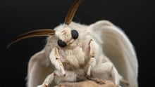 Close-up of a silkmoth resting on a surface, representing insects used in the silk industry.