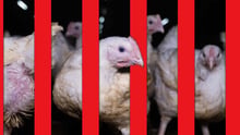 Multiple chickens in a farm with red jail like bars edited in