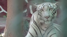 White tiger in captivity captured by Shubhobroto Ghosh