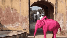 Elephant painted pink for a photoshoot at Amer Fort in Jaipur, showing exploitation of captive animals for entertainment.