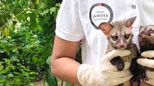 Baby Asian Palm Civets Chandpara Station Road,