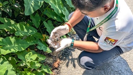 World Animal Protection officer releases bird into the wild