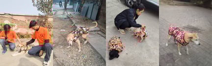 Collage of volunteers fitting winter jackets on community dogs in Delhi during December 2025. Dogs are seen wearing camouflage-style jackets while volunteers gently adjust and secure them, helping protect the animals from harsh winter conditions on city streets.