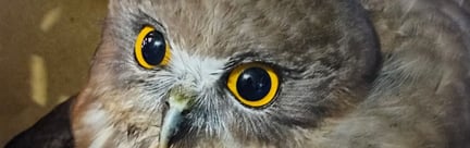 This is a picture of an owl