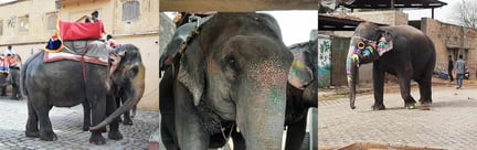 amer fort elephants - collage