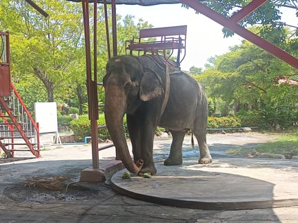 This is a photograph of the elephant at Samutprakarn Crocodile Farm and Zoo in Bangkok captured by Abhishek Shankhwar.