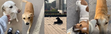 Street dogs resting and interacting in an urban Indian setting, reflecting everyday animal welfare realities