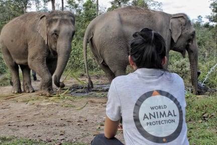 Happy Elephant Valley Dec 2018. Credit: World Animal Protection