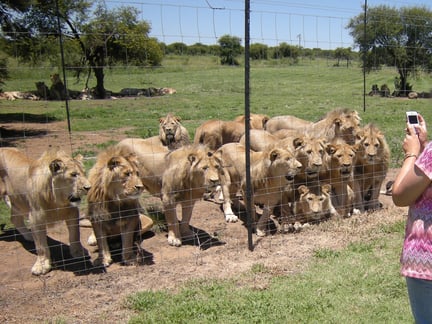 Lions in a farming facility in South Africa