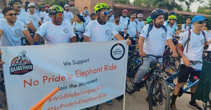 Supporters “Walk for Elephants” on World Elephant Day