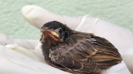 Rescued bird resting in hands