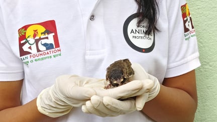 A chestnut-tailed starling chick rehabilitated after a storm