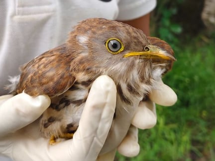 Common Hawk Cuckoo sitting on gloved hands of Animal Protector Staff