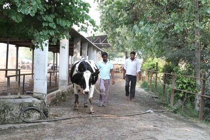 India dairy cows