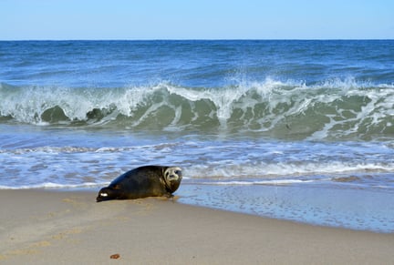 How plastic pollution is affecting seals and other marine life