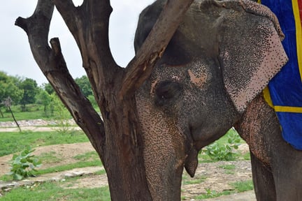 elephant