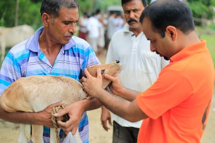 Our veterinary team examining a calf