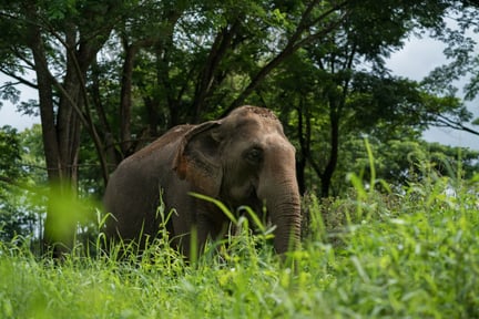 Elephant and mahouts at higher welfare venue