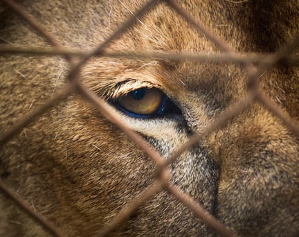 The eye of a captive tiger photographed through a cage