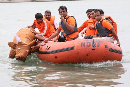 Animals in disaster