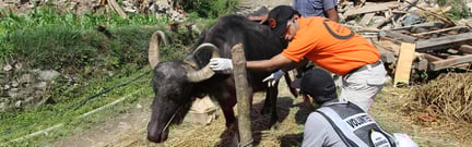 Animals in disasters