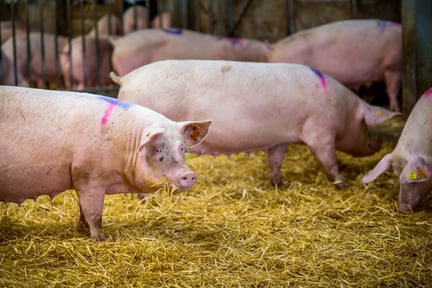 Pig chewing hay at indoor pig farm
