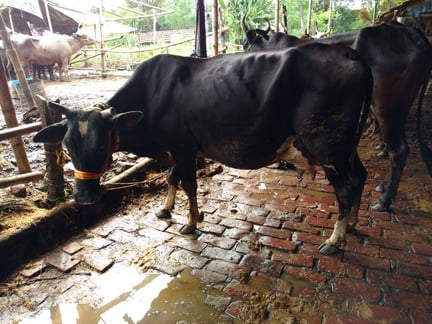 Animals in Farming