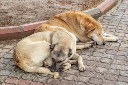 National Pet day, stray animals, coronavirus 