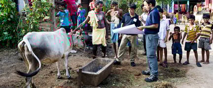 Animals in disaster