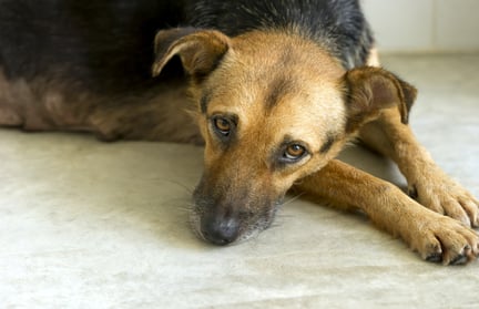 dont leave your pets in fear of coronavirus