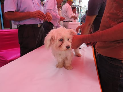 pets and coronavirus 
