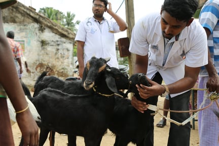 Rescuing Animals
