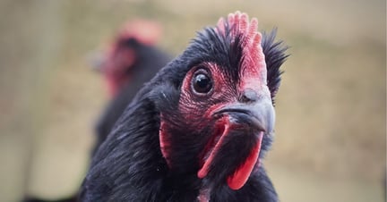 A free range chicken