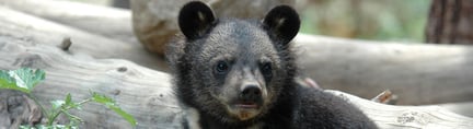 A young scared brown bear