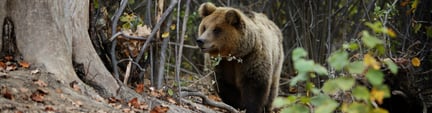 A large brown bear walking through a forest of greenery