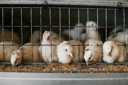 Several young chickens are confined in a small wire cage, with their heads poking through the bars to eat feed from a trough below.