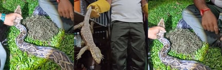 July_animal_protector