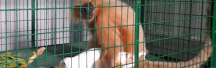 Hero image of Langur