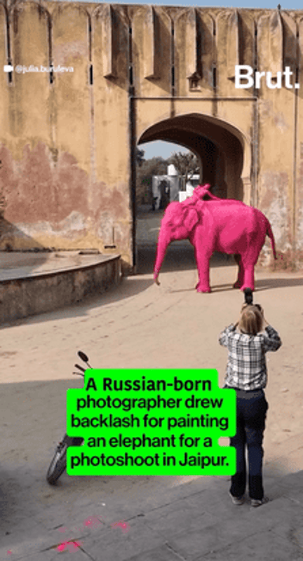 Elephant painted pink for a photoshoot at Amer Fort in Jaipur, showing exploitation of captive animals for entertainment.