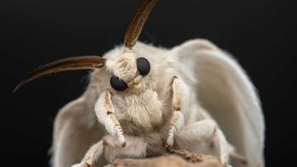 Close-up of a silkmoth resting on a surface, representing insects used in the silk industry.