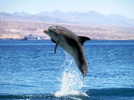 A wild dolphin jumps in the wake of a boat