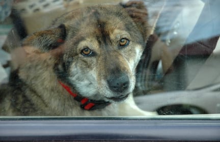 animals in disasters 