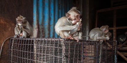 A small monkey sits on top of a cage while eating some fruit. Around its neck, a chain ties them to the cage.