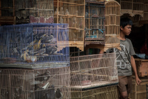  A boy stands by caged birds for sale at the Denpasar Bird Market (Pasar Burung) in Bali, Indonesia