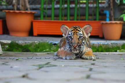 A tiger cub kept on a chain is used as a prob for photographs with tourists at an attraction in Bangkok, Thailand