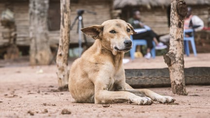 In April 2016, Bruno received a vaccination from our rabies programme. Credit: World Animal Protection